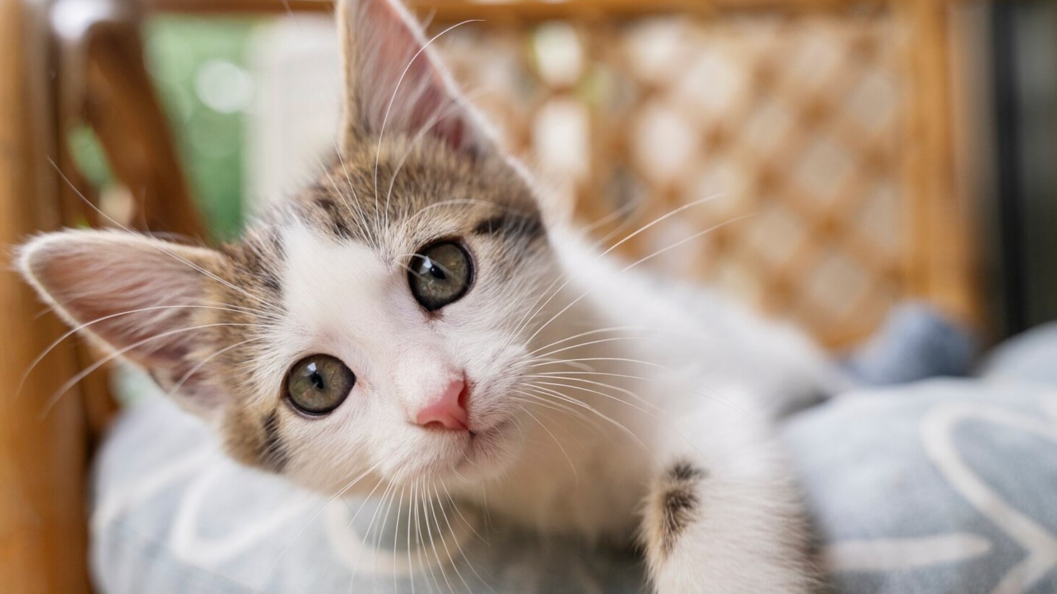 Mientras más pequeños son los gatos, son más juguetones