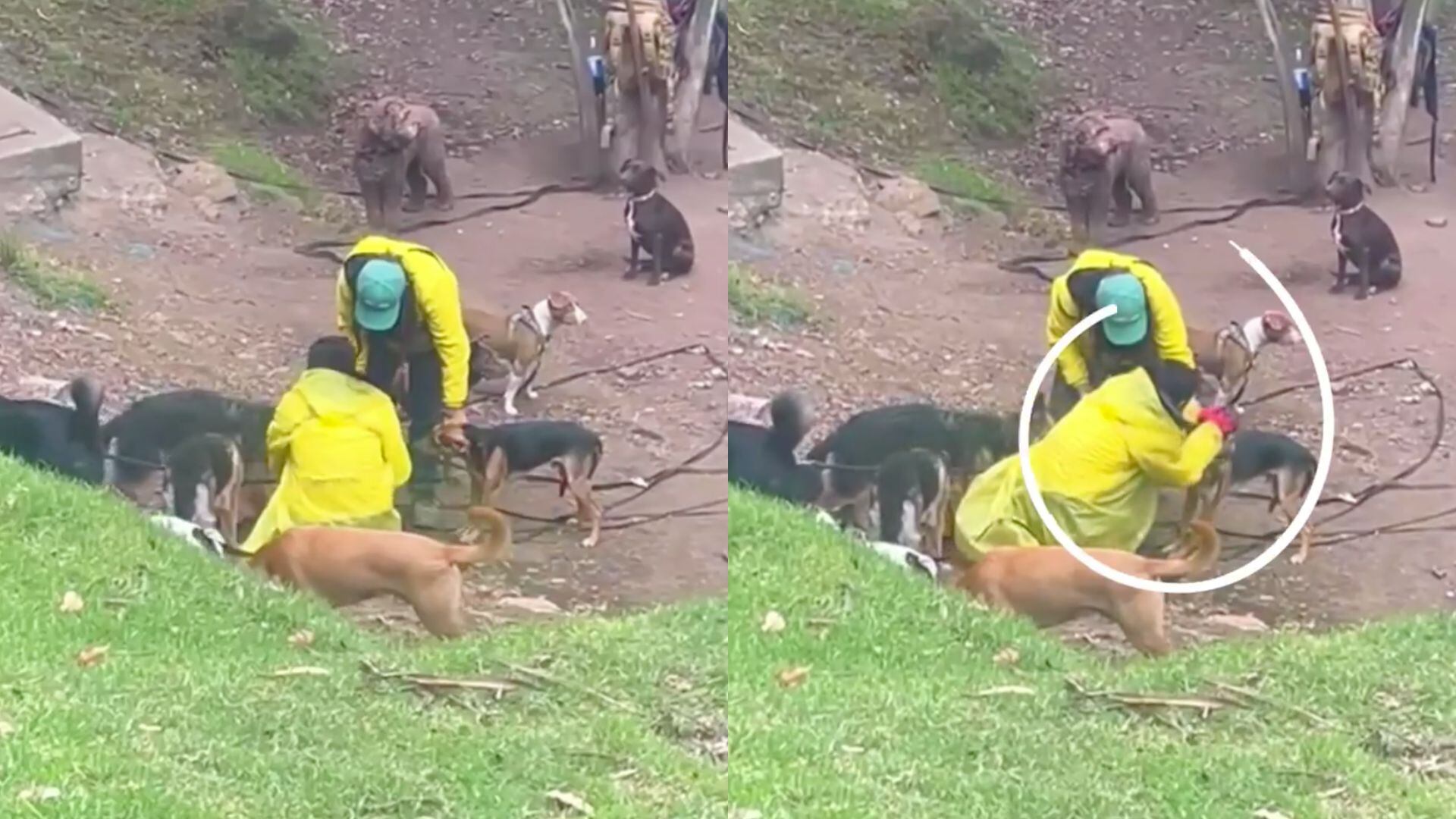 Perrito fue obligado a comer tierra por paseadora