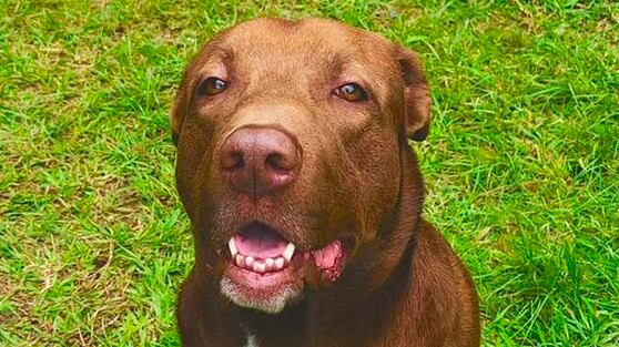 'El Tonny' perro influencer en Medellín.