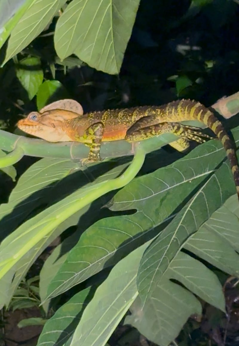 Basiliscos en Nuquí