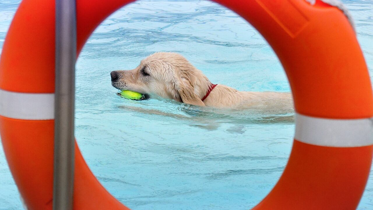 Perros en piscina