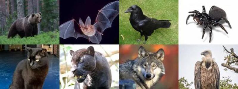 El reto viral que está llamando la atención de todos