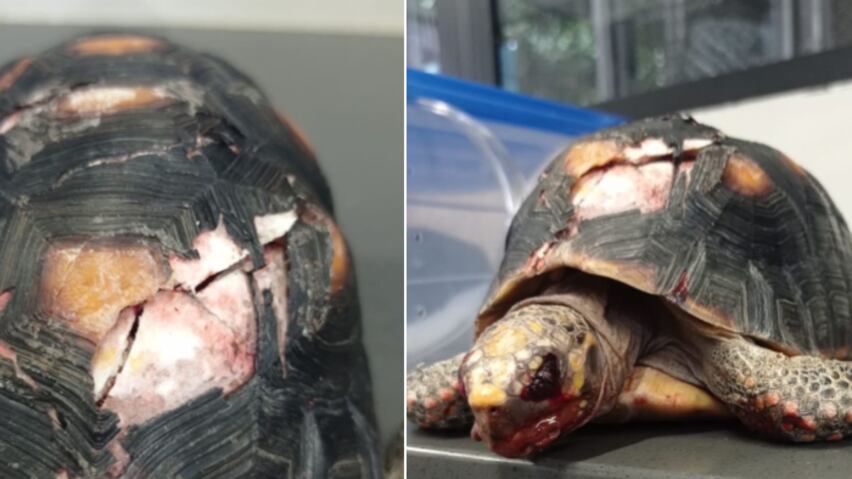 Murió tortuga Morrocoy atropellada en Medellín
