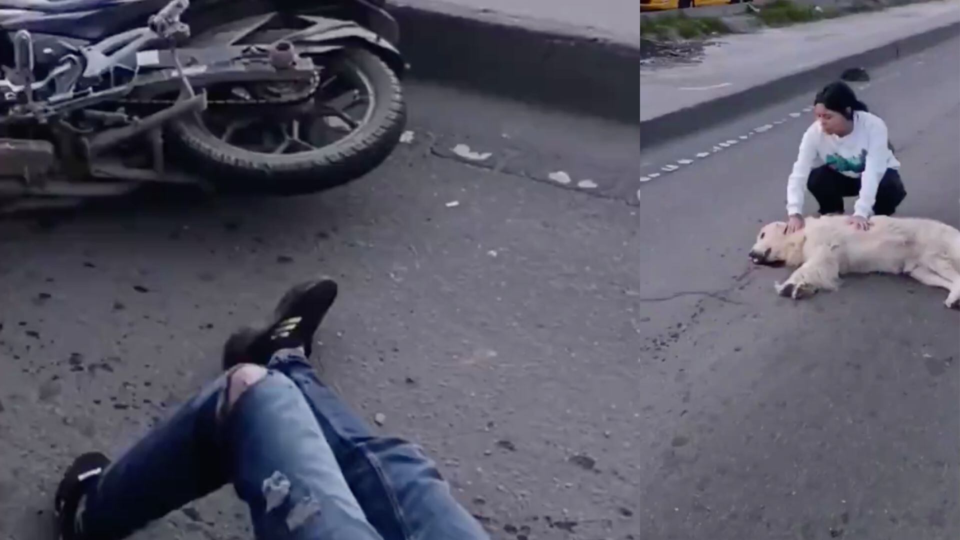 Perrito murió en accidente