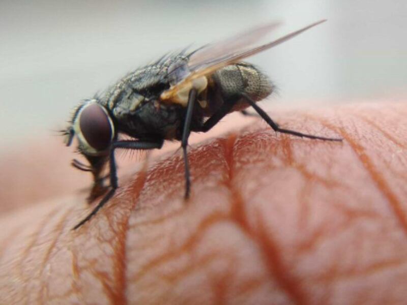 Siga estos consejos para ahuyentar a las moscas de manera efectiva de sus espacios