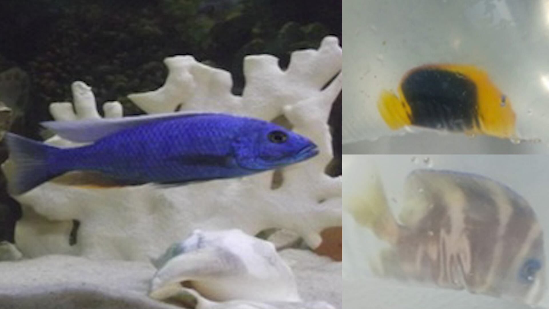 Cinco personas terminarían en la cárcel por tráfico ilegal de especies marinas exóticas: pretendían sacar caballos de mar del país