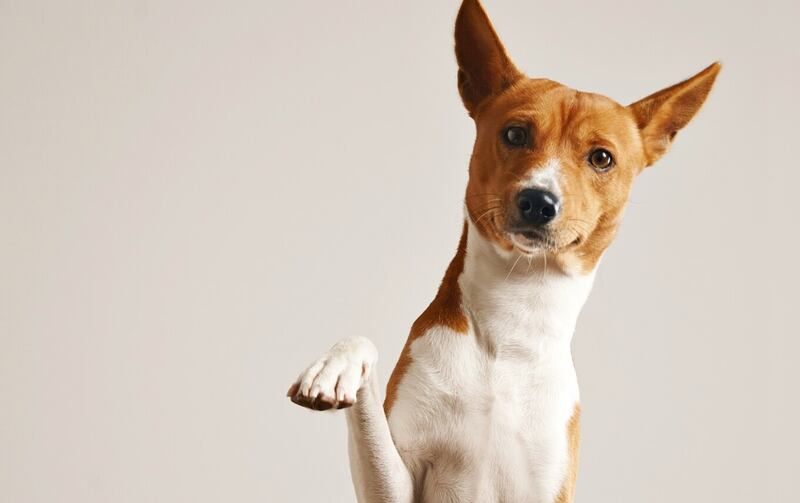 Los perros son de las mascotas más astutas