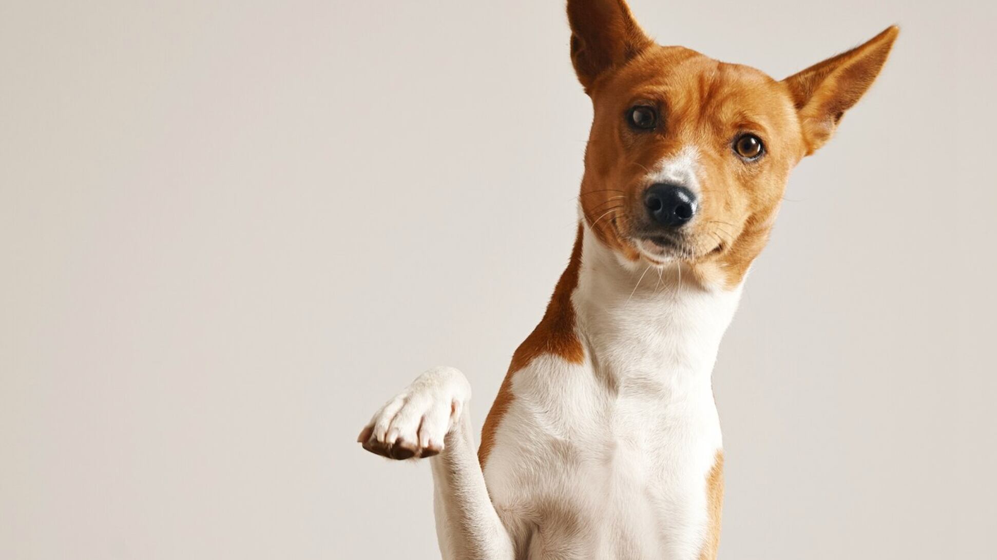 Los perros son de las mascotas más astutas