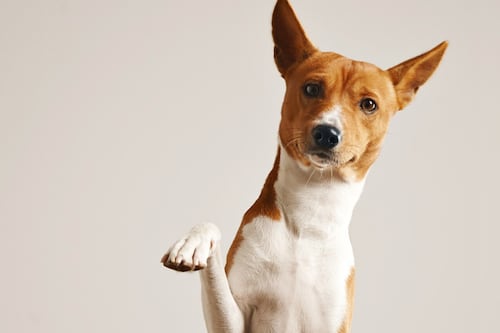 Descubra cuándo es necesario esterilizar a su mascota: consejos importantes para la salud animal