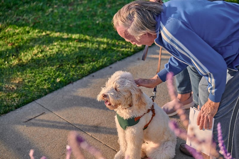 Animales de compañía
