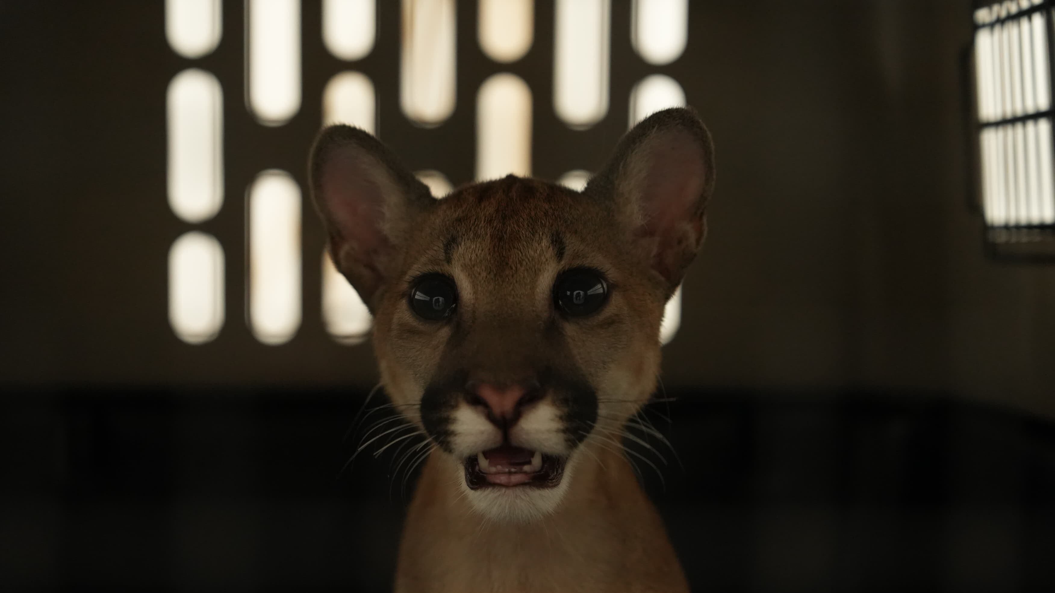 Rescatan a Puma bebé al norte de Medellín