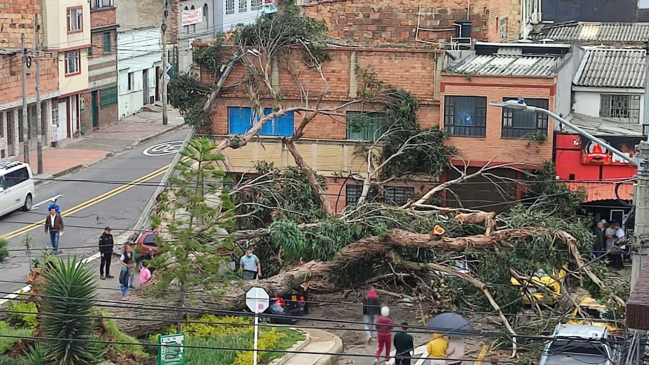 Árbol se cae al sur de Bogotá