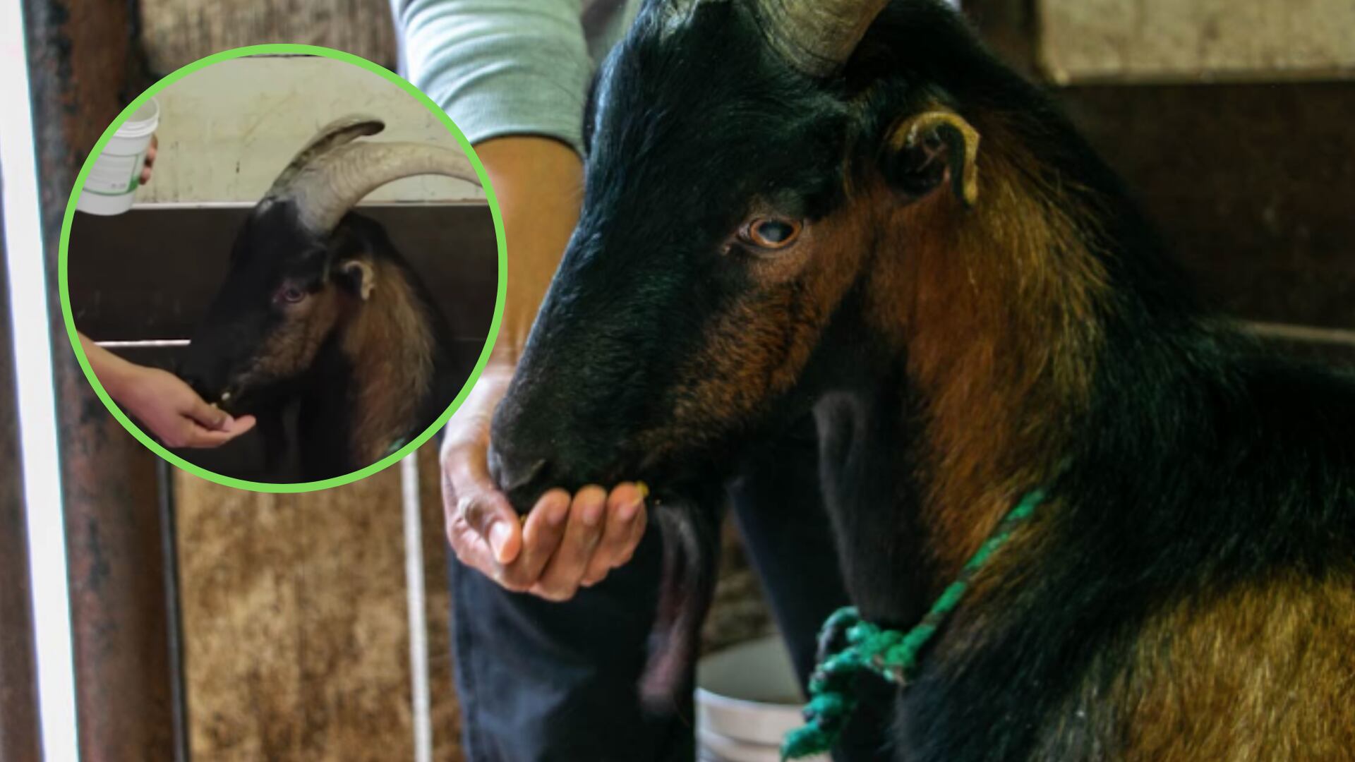 Le buscan hogar adoptivo a cabrito en Medellín