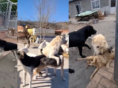 ¿Quién es el perro viral que controla caninos en refugio de China?: Mejores videos