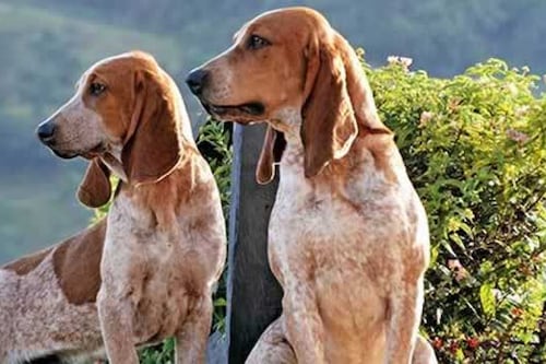 ¿Su perro es de raza o mestizo? La historia genética que explica quién es realmente su mascota