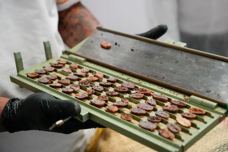 Grano de cacao de exportación.