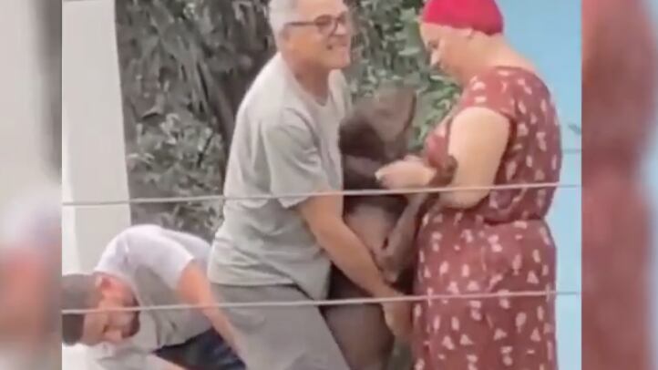 perrito vacunado pantalla tomado en Instagram