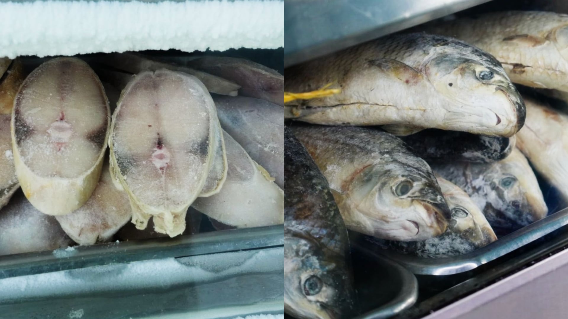 Recomendaciones para comprar pescado en Bogotá durante Semana Santa