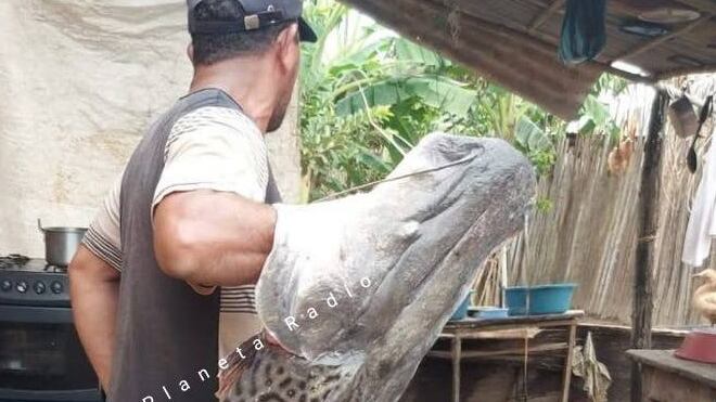 Foto pescan enorme bagre de casi tres metros en zona rural.