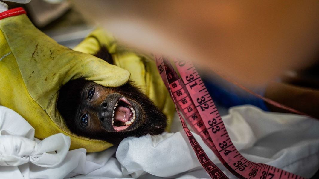 Mono víctima del tráfico ilegal Colombia