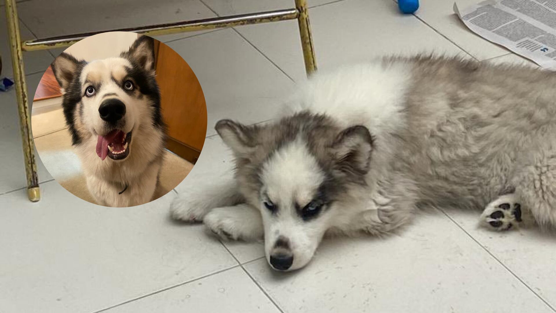 Hombre le propinó una fuerte patada a un perro