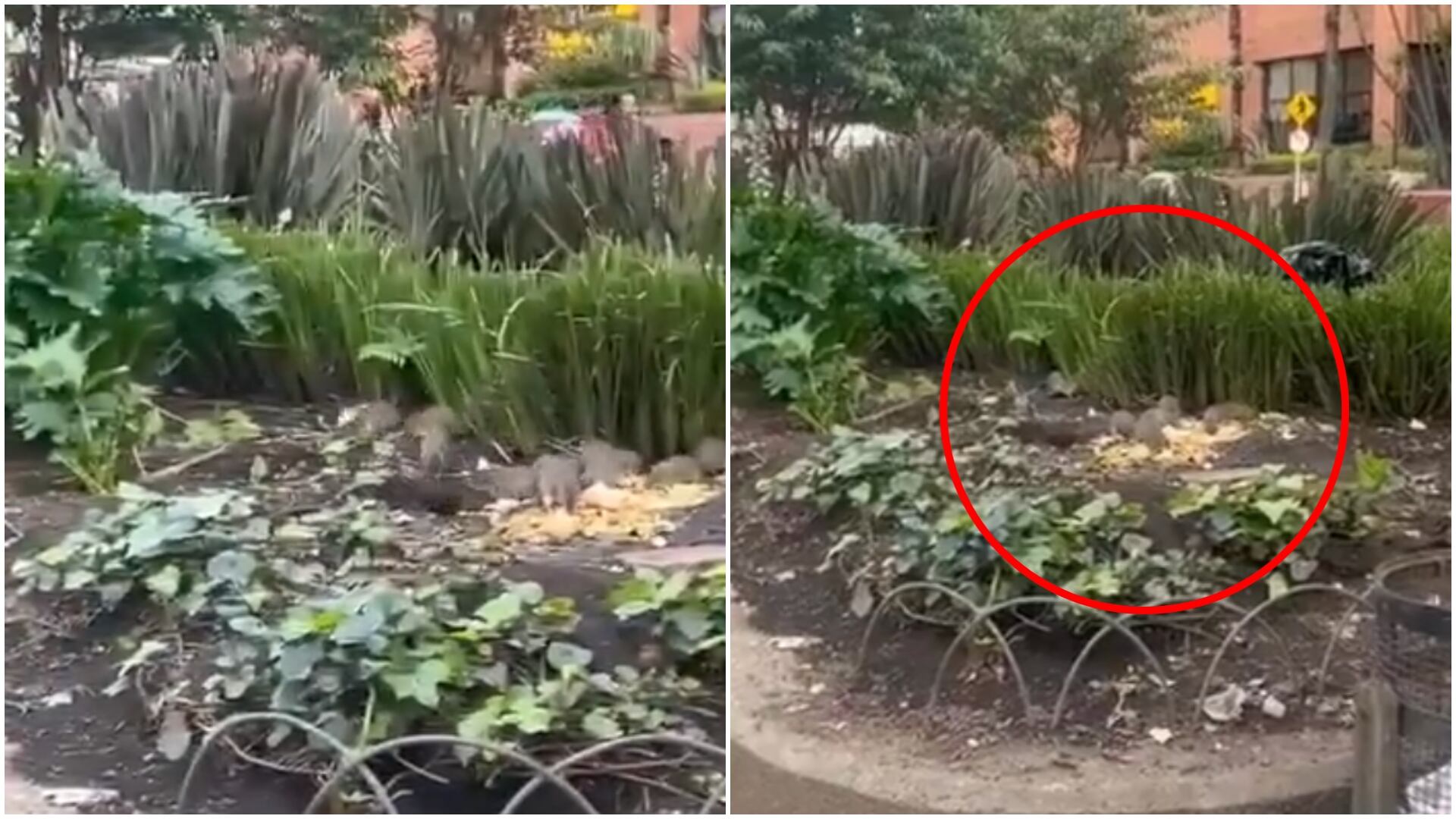 “Las ratas se tomaron Bogotá”: Usuaria denunció crisis sanitaria por familia de roedores en plena vía pública (Foto vía: redes sociales Paola Herrera)