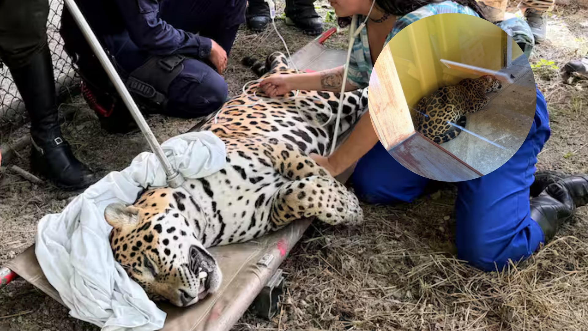 Jaguar encontrado en UNAL sede Amazonía.