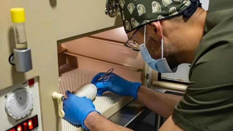 Así es el proceso de incubación artificial del cóndor andino.