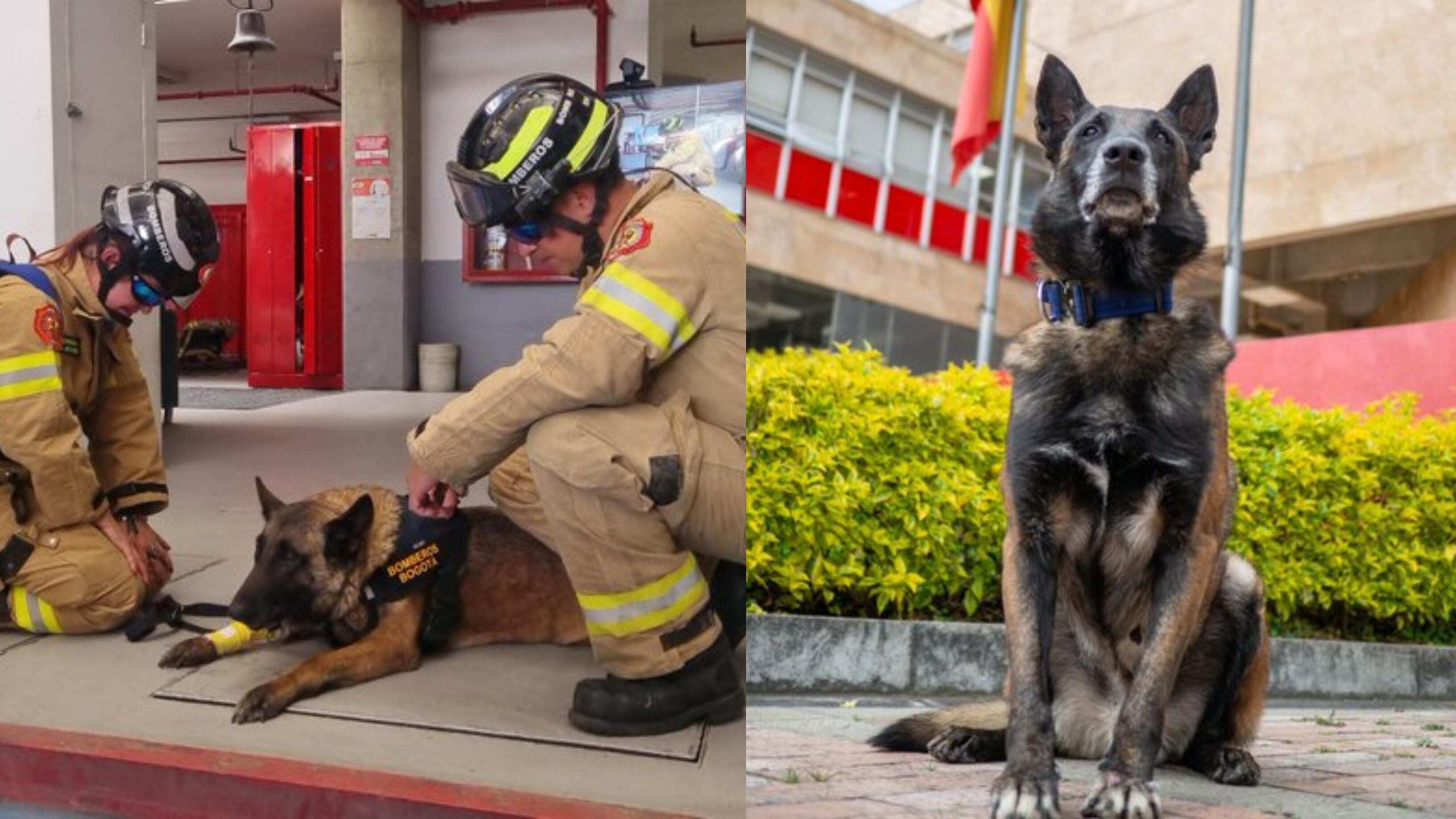 A la perrita Una le aplicaron la eutanasia tras 10 años de servicio a los Bomberos de Bogotá.