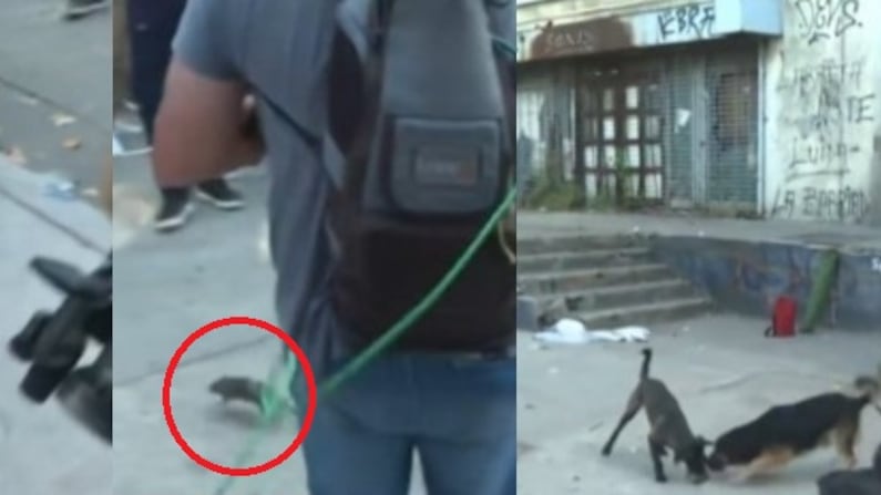 Rata interrumpió transmisión de televisión en vivo.