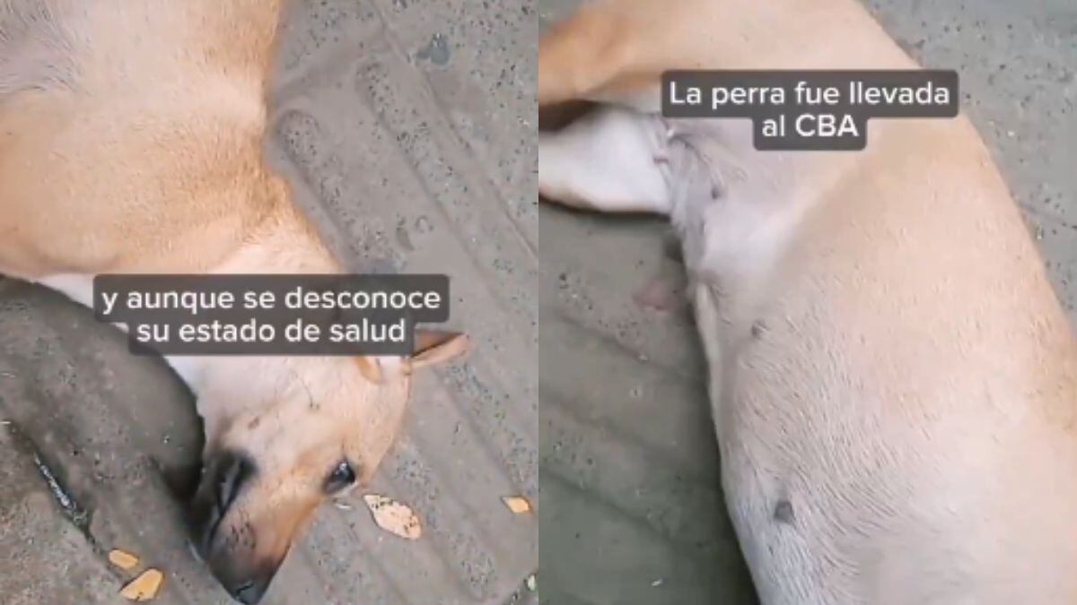 Una perrita fue lanzada de quinto piso en la ciudad de Cali.