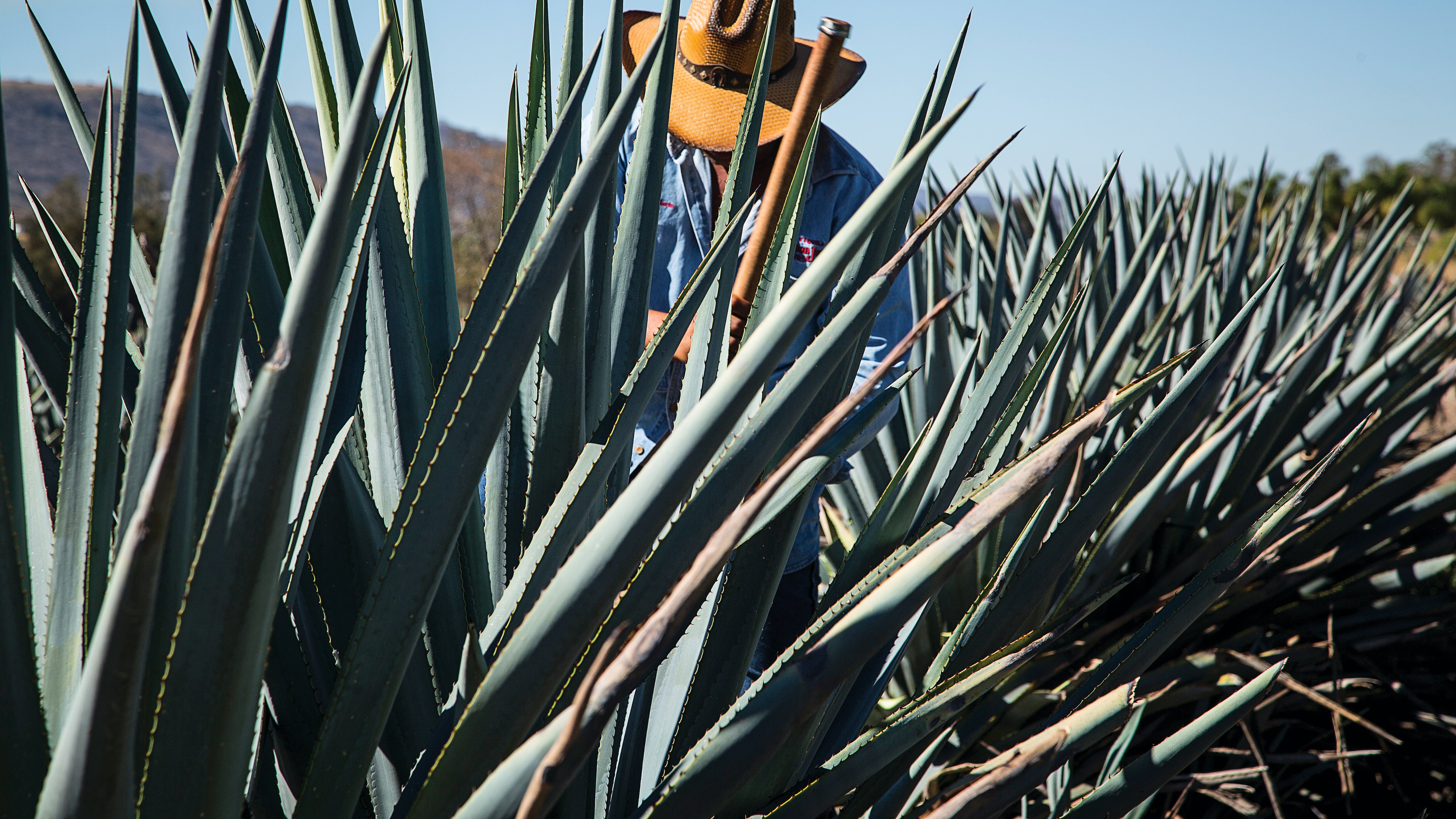 Tequila - Jalisco