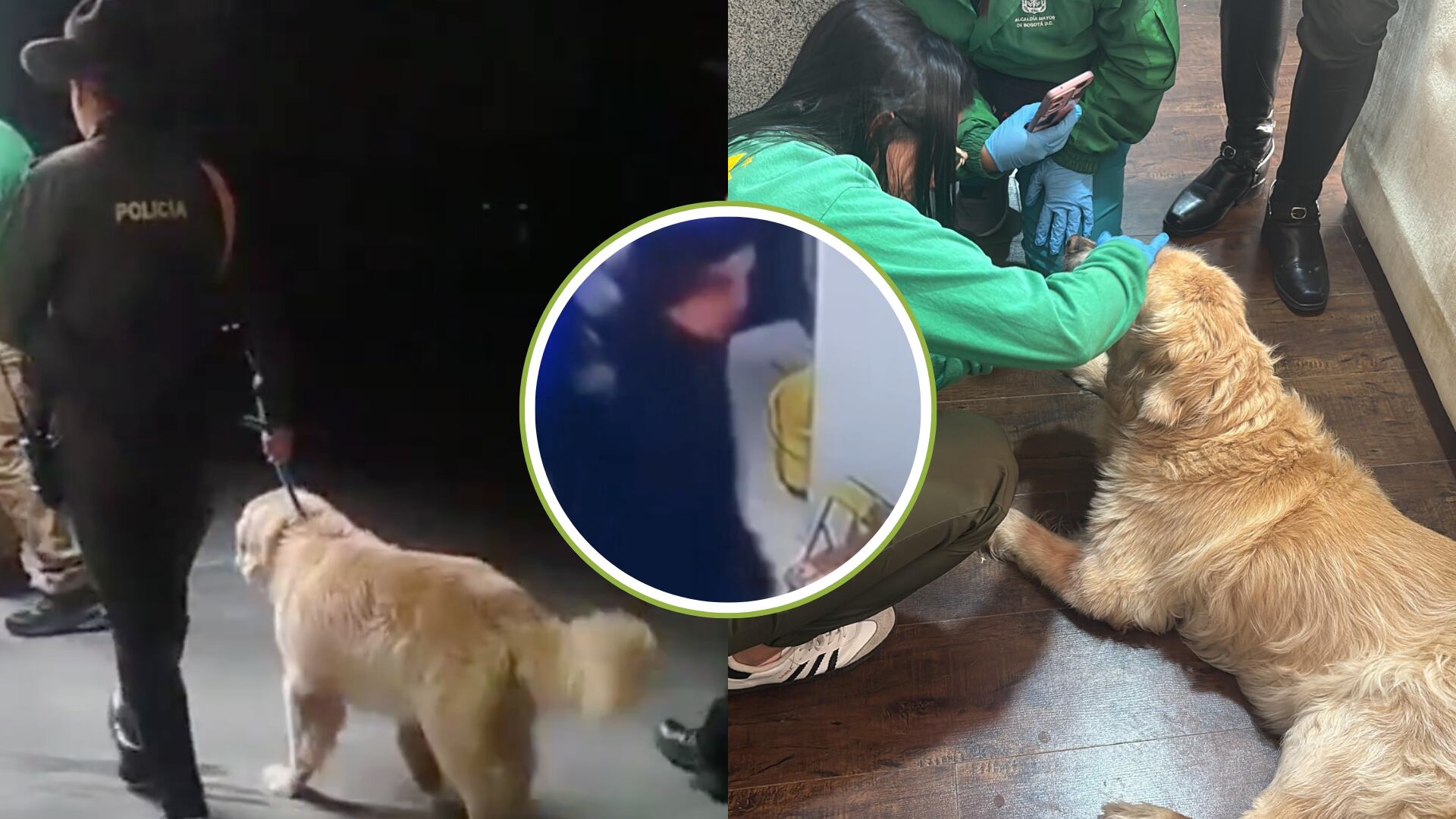 Rescatan Samantha, una a perrita maltratada por su dueño en conjunto residencial de Usaquén: las autoridades ya habían intervenido en 2018