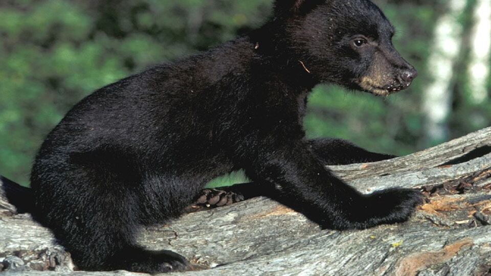 Se trataba de un oso del Himalaya