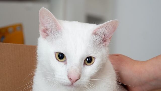 La mano de una persona acaricia a un gato blanco