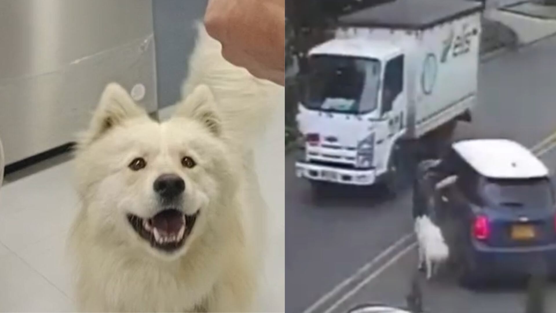 Así encontraron a Copito, el perrito que fue arrastrado por su dueño desde un carro porque estaba "estresado"