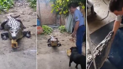 Revelan cómo vivía una familia con un cocodrilo en Palmira