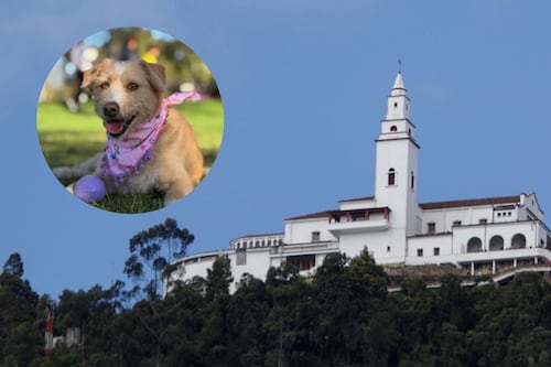 No pase un calvario en Semana Santa con su mascota: esto debe saber si piensa llevar a su perro a Monserrate