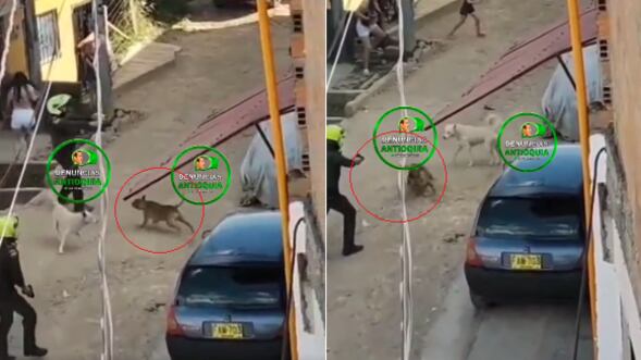 Polémica por policía que le disparó a un perro