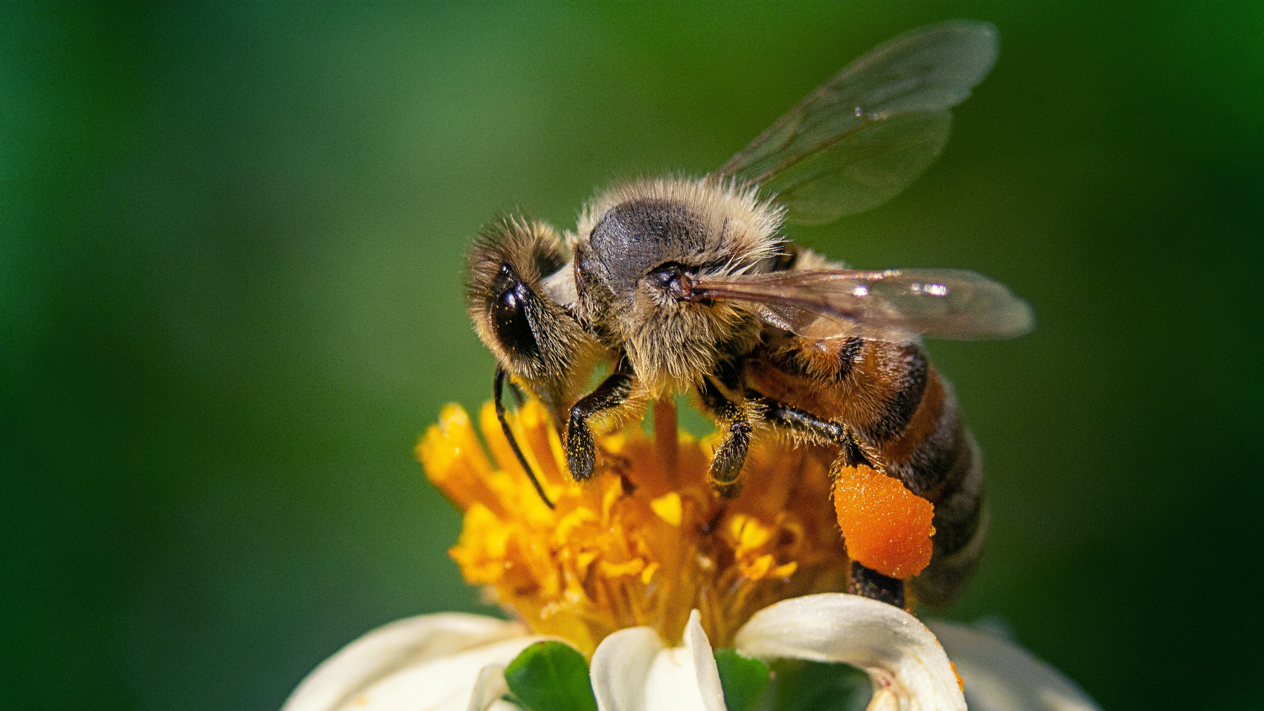 Según expertos de la Organización de las Naciones Unidas para la Agricultura y la Alimentación (FAO), un tercio de la producción mundial de alimentos depende de las abejas. Foro: Freepik.