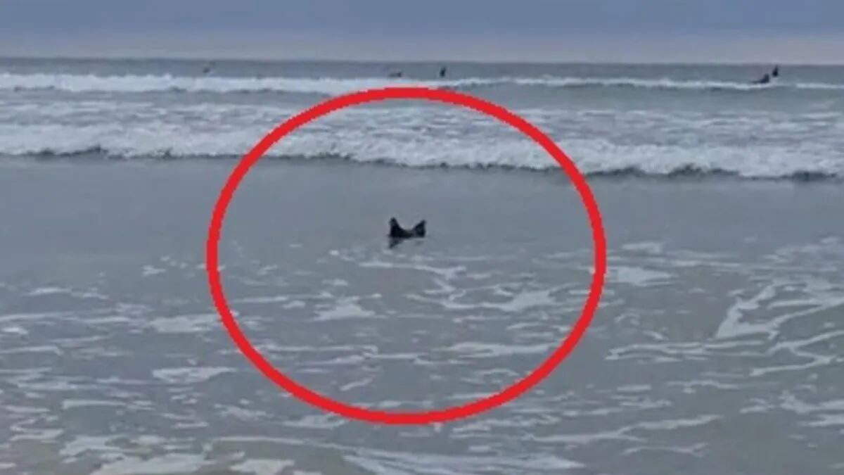 Nunca se había visto algo parecido