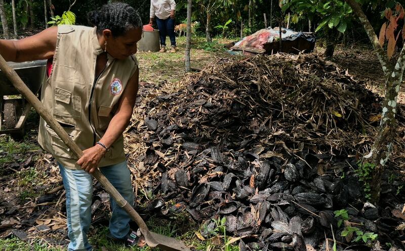 Cultivo orgánico del cacao