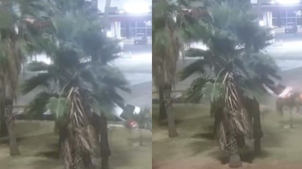 Foto menor sacó sin permiso carro de la familia y lo estrelló en una rotonda.