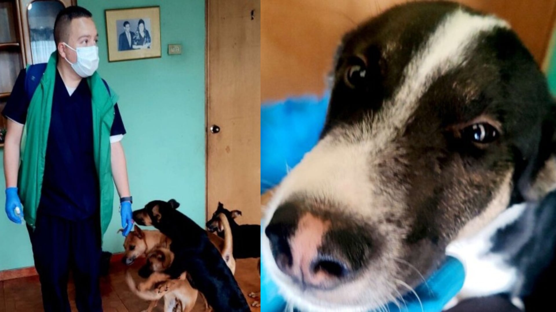 Hombre falleció y dejó a 22 ‘perritos’ huérfanos en Bogotá