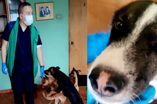 Hombre falleció y dejó a 22 ‘perritos’ huérfanos en Bogotá