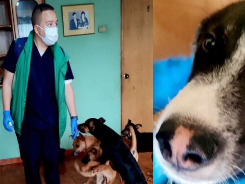 Hombre falleció y dejó a 22 ‘perritos’ huérfanos en Bogotá