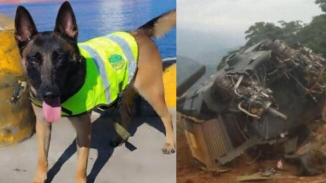 Foto dos perritos antinarcóticos también murieron en helicóptero derribado por dron en Amalfi, Antioquia.