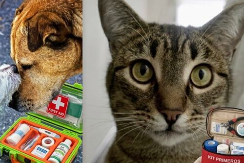 Porque ellos nunca nos abandonan: Lanzan curso gratuito de primeros auxilios en mascotas