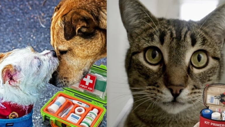 Lanzan curso gratuito de primeros auxilios en mascotas en Bogotá