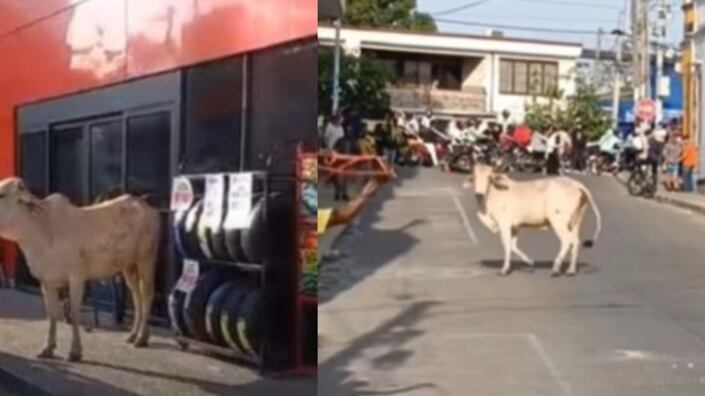 Vaca loca se paseó sin control por las calles.